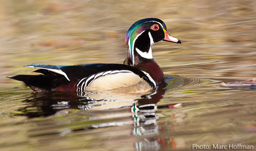 A drake (male) wood duck comes into full breeding plumage